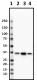4B10-HNRNPA1_HRP_HNRNPA1_Antibody_1_062419.png