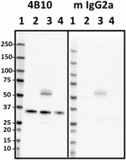 4B10-HNRNPA1_Pure_HNRNPA1_Antibody_1_040119