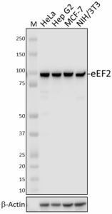 4B3-G7-H5_PURE_eEF2_Antibody_122221