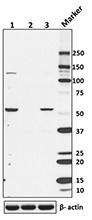 2_4C11A11_Purified_PTEN_Antibody_1_WB_072216