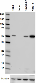 1_4C11A11_Purified_PTEN_Antibody_WB_2_121217