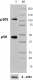 1_4D1_Pure_NF-kB-p50_Antibody_070918