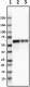 4F3-A8-D9_PURE_TBLR1_Antibody_1_120219