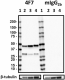 4F7_HRP_beta-Dystroglycan_Antibody_1_041118