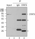 5-4G4B45_PURE_STAT3_Antibody_IP_110117