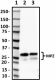 58A_HRP_Myelin_Protein_Zero_Antibody_1_062119