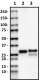 58A_Purified_Myelin_Protein_Zero_Antibody_4_040219.png