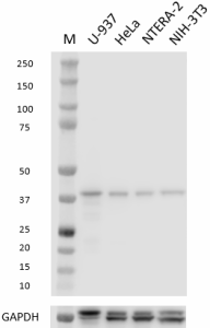 5A1-C5-F11_PURE_MAPK14_Antibody_1_012122