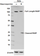 5A5_PURE_PARP_Antibody_1_WB_102317