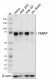 1_5C2_Pure_FMRP_Antibody_WB_022521