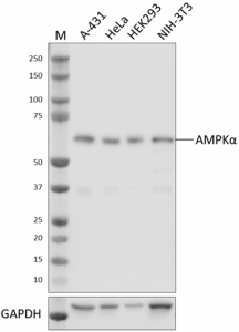 5C9-5B10-6D3_PURE_anti-AMPKalpaha_Antibody_121521