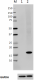 3_5D10D4_Purified_Histone_H3point1_Phospho_Antibody_3_062416