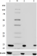 4_5E10-D8_PURE_Histone_H4_Antibody_WB_011618
