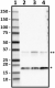 5E5-G5_HRP_Histone-H3-Dimethyl_Antibody_1_120219