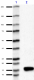5E5-G5_Pure_Histone-H3-Dimethyl_Antibody_1_090518