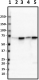 5G8-D3-H7_PURE_Lamin-B1_Antibody_1_102319