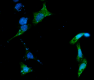 6-His_FITC_6-His_Epitope_Tag_062121.png