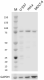 6B9-D6-F8_PURE_RSK1_Antibody_011222