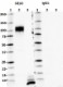 6E10_HRP_beta-Amyloid-1-6_Antibody_2_WB_071117