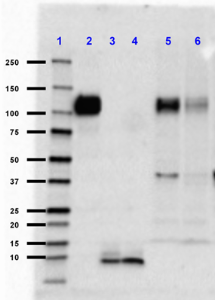 6E10_LEAF_B-Amyloid1-16_Antibody_1_102218
