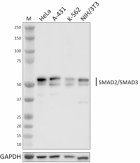 6H5-E3-C11_PURE_SMAD2_Antibody_072222