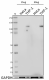1_6H9B13_Purified_NLRC4_Antibody_031519_updated.png