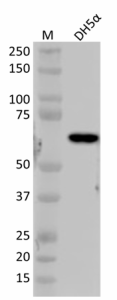 6RN3_PURE_E-coli_RNA_Sigma_54_Antibody_101019.png