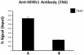 2_7A6_GoChIP_NFATc1_Antibody_1_120717.png