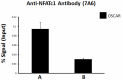 7A6_GoChIP_NFATc1_Antibody_2_120717.png