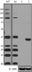 7C2C34_PURE_SPI1_PU.1_Antibody_1_WB_070918