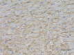 7D11_PURE_betaDystro_Antibody_2_121918_updated.png