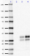 7D9_PURE_CD230_Antibody_WB_061218