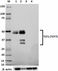 7F11A10_TCF1_Purified_Antibody_1_WB_061418_updated