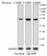 7G11A45_DBHRP_IRF8_Antibody_WB_062716