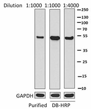 7G11A45_DBHRP_IRF8_Antibody_WB_062716