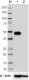 7G11A45_DBHRP_IRF8_Antibody_WB_2_070218