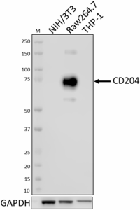 7G5C33_Purified_CD204_Antibody_WB_012419