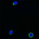 7H20-I19-M3_Biotin_IL21_Antibody_IF_100412