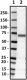 8A11-C11-C9_PURE_PLAP_Antibody_2_062619