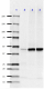 8A6-F8_PUREAF_PME-1_Antibody_5_120518.png