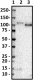8F2-H6-D6_Purified_CD133_Antibody_040119
