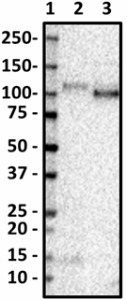 8F2-H6-D6_Purified_CD133_Antibody_040119