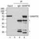 9D9A19_PURE_SWAP70_Antibody_2_IP_060816