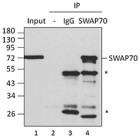 9D9A19_PURE_SWAP70_Antibody_2_IP_060816