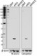 9E12C72_PURE_Claudin-1_Antibody_051017