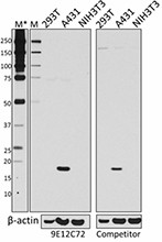 9E12C72_PURE_Claudin-1_Antibody_051017
