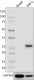 9G1B30_TICAM2_Purified_Antibody_WB_71816