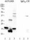 1_A15126D_PURE_alphaSynuclein_Antibody_1_WB_011717