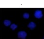 3_A15137A_PURE_STAT6phospho_3_IF_Antibody_081717