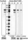 A15137E_DB-HRP_STAT6_Phospho_Antibody_041117